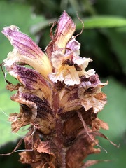 Orobanche reticulata