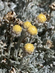 Artemisia constricta