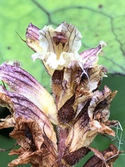 Orobanche reticulata