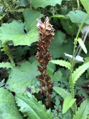 Orobanche reticulata
