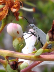 Epicauta floridensis