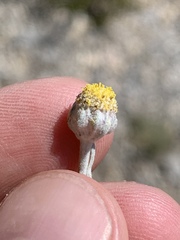 Artemisia constricta