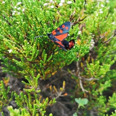 Zygaena