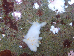 Ancula gibbosa