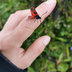 Zygaena