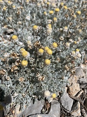Artemisia constricta