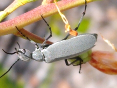 Epicauta floridensis