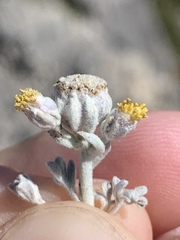 Artemisia constricta