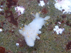 Ancula gibbosa
