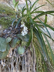 Holothrix parviflora