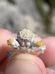 Artemisia constricta