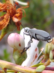 Epicauta floridensis