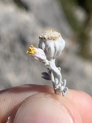 Artemisia constricta