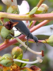 Epicauta floridensis