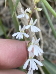 Holothrix parviflora