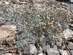 Artemisia constricta