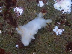 Ancula gibbosa