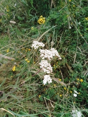 Achillea millefolium