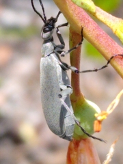Epicauta floridensis