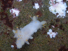 Ancula gibbosa
