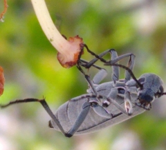 Epicauta floridensis