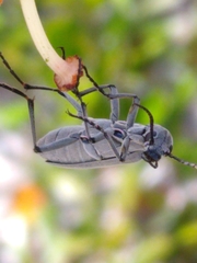 Epicauta floridensis