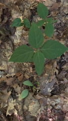 Collinsonia canadensis