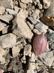 Astragalus platytropis