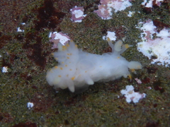 Ancula gibbosa