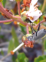 Epicauta floridensis