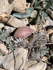 Astragalus platytropis