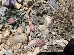 Astragalus platytropis