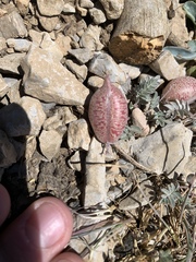Astragalus platytropis