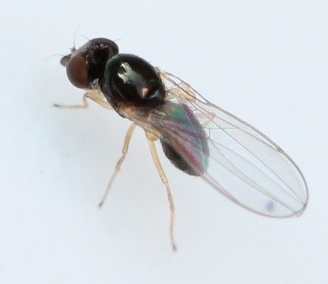 Leiomyza
