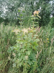 Acer platanoides