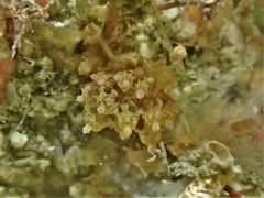 Eubranchus ocellatus