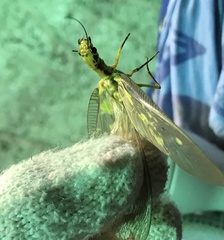 Protohermes grandis