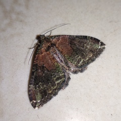 Hammaptera parinotata