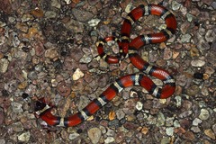 Lampropeltis gentilis