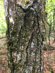 Amelanchier arborea arborea