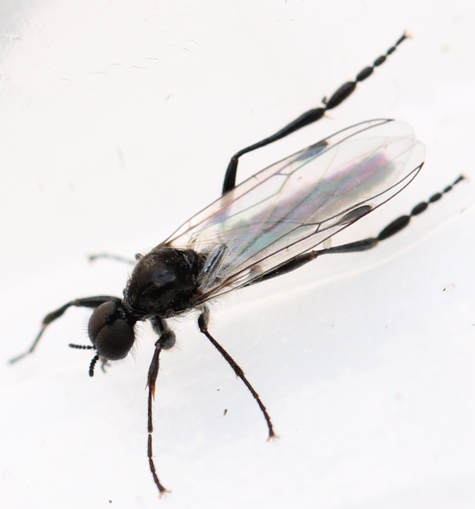 Bibio clavipes