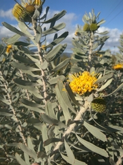 Leucospermum rodolentum