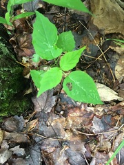 Amelanchier arborea arborea