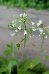 Capsella bursa-pastoris