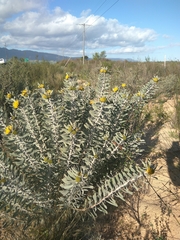 Leucospermum rodolentum