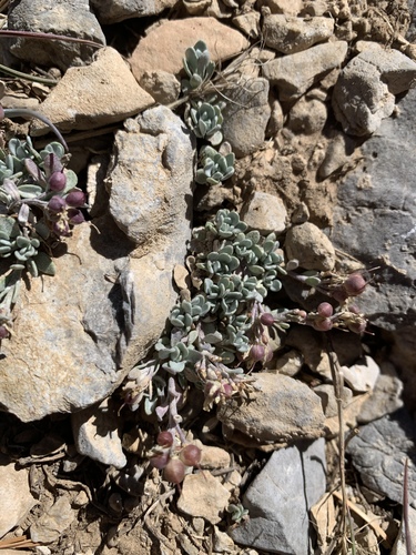 Physaria hitchcockii ssp. hitchcockii