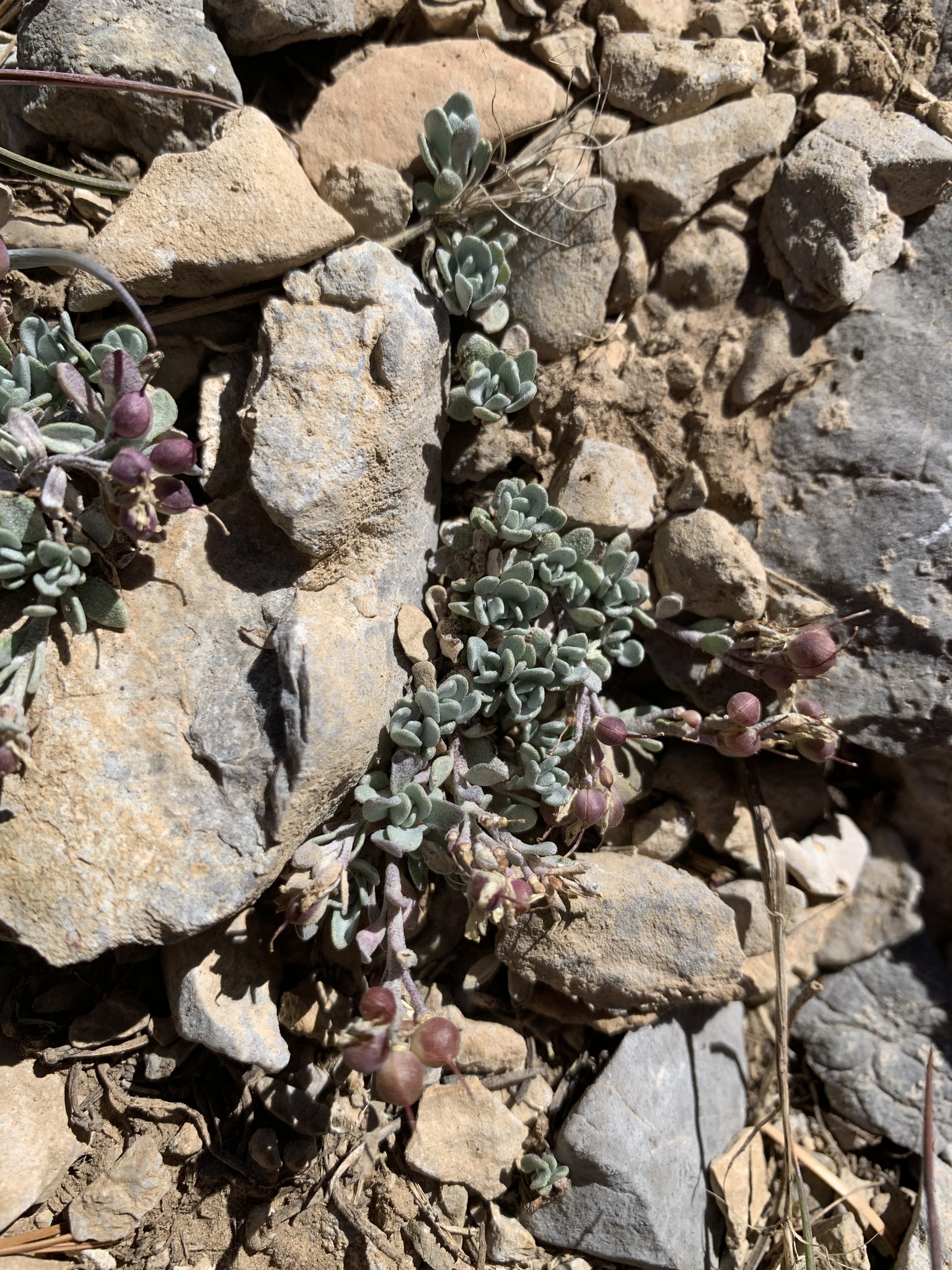 Physaria hitchcockii ssp. hitchcockii