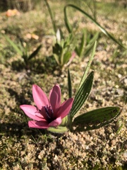Babiana blanda