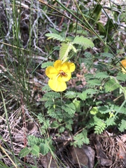Chamaecrista lineata keyensis