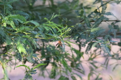 Polistes arizonensis